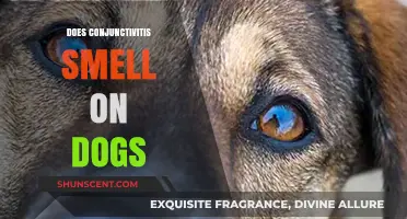 Can You Smell Conjunctivitis on Dogs? Signs and Symptoms to Watch For