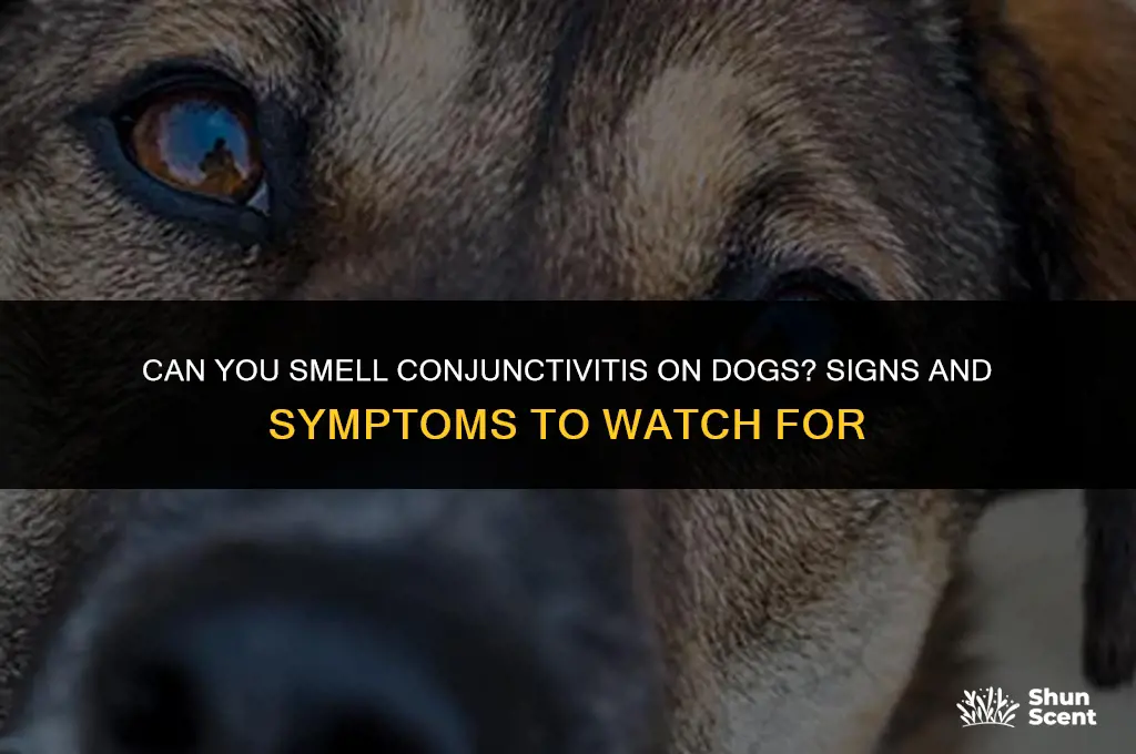 does conjunctivitis smell on dogs