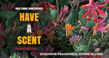 Does Coral Honeysuckle Have a Scent? Exploring Its Aromatic Qualities