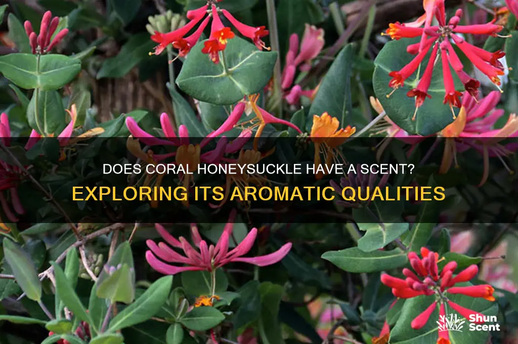 does coral honeysuckle have a scent