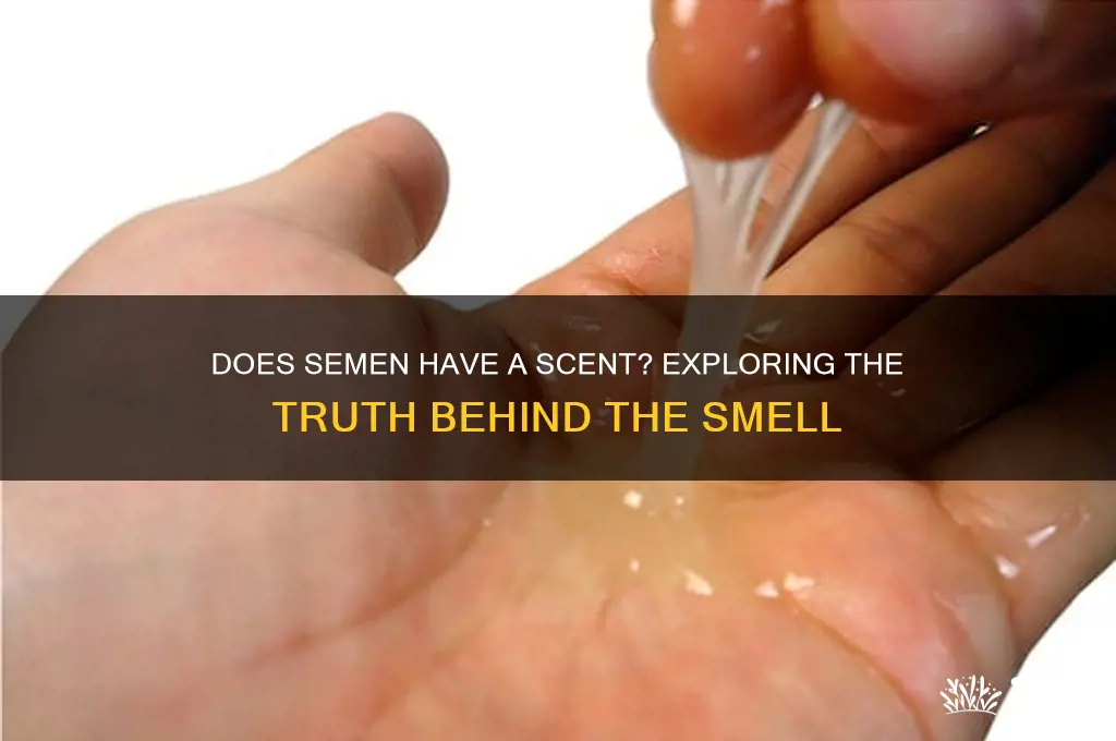 does cum have a scent