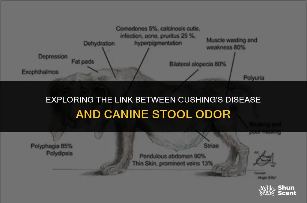 does cushings cause dog poop to smell different