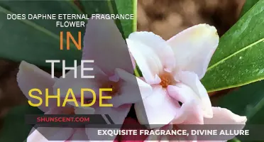 Daphne's Fragrance: Blooming in the Shade