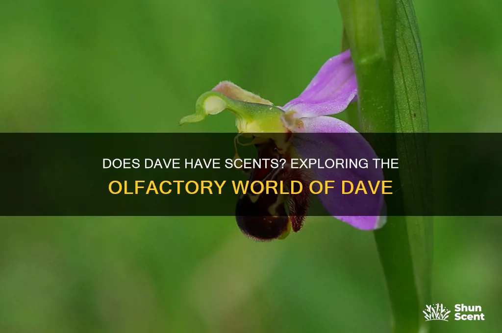 does dave have scents