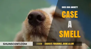 Canine Anxiety and Olfactory Changes: What You Need to Know