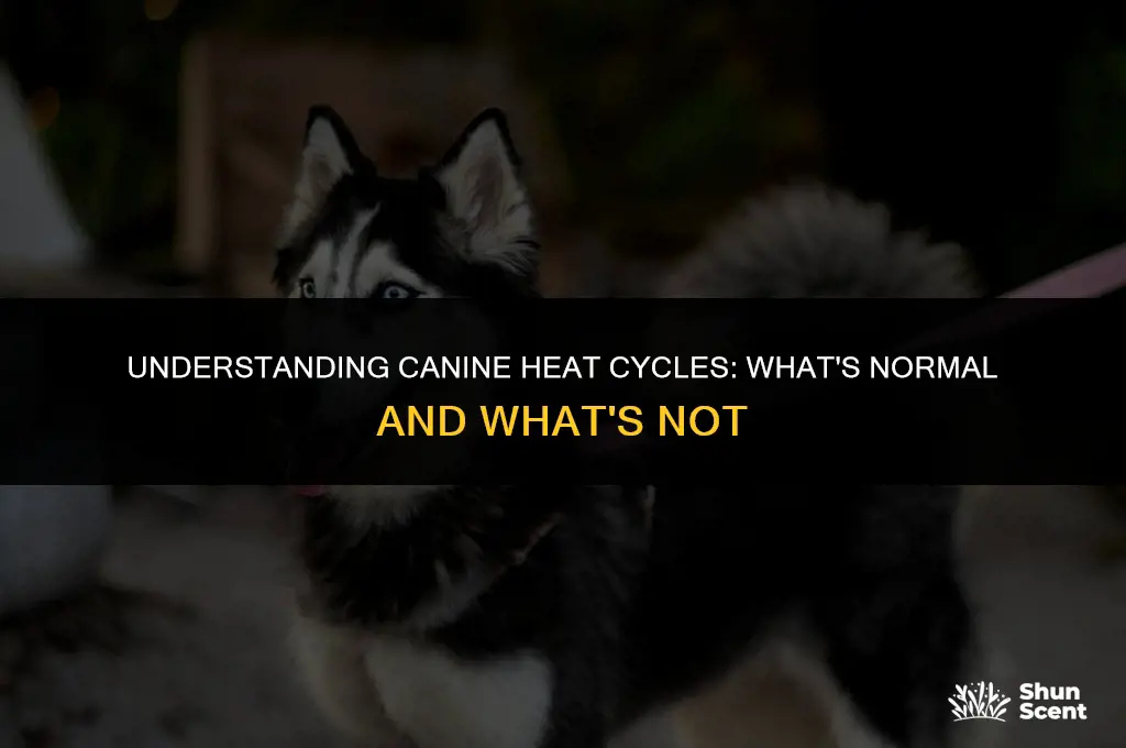 does dog bleeding during heat smell