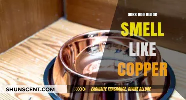 Unveiling the Truth: Does Dog Blood Really Smell Like Copper?