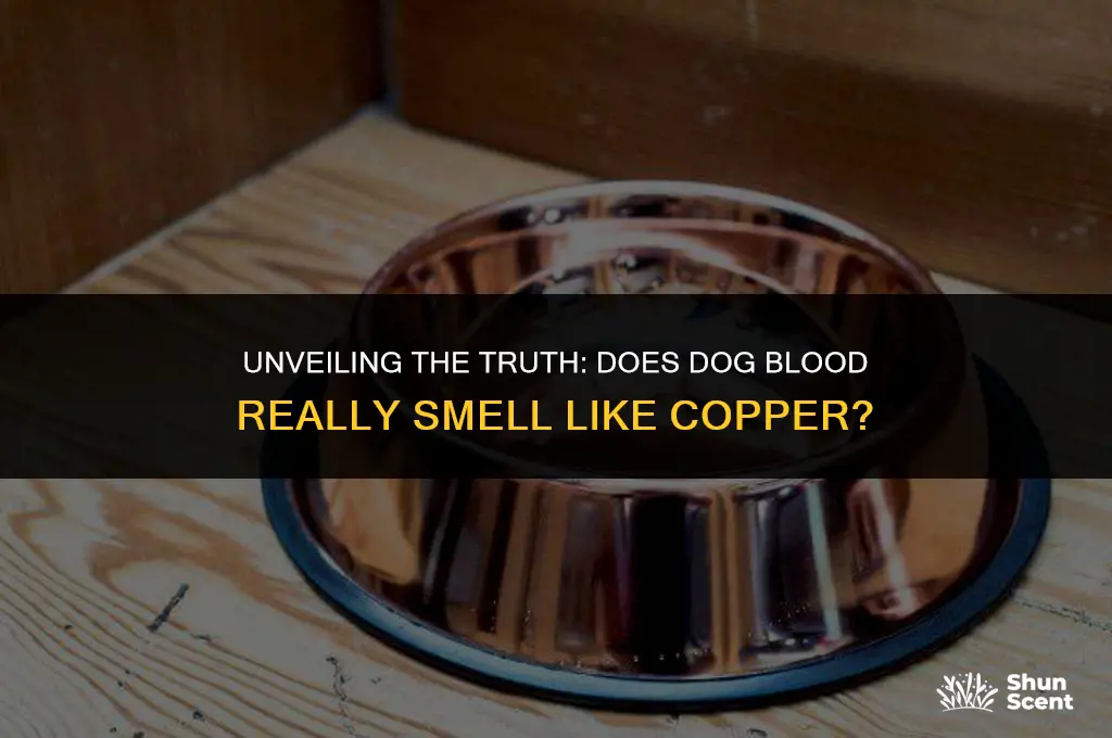 does dog blood smell like copper