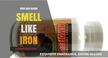Unveiling the Truth: Does Dog Blood Really Smell Like Iron?