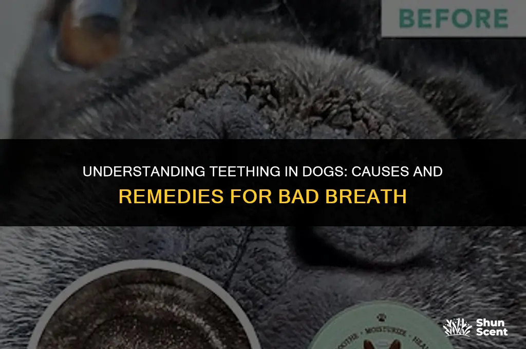 does dog breath smell when teething