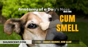 Exploring Canine Scent Mysteries: The Truth About Dog Cum Smell