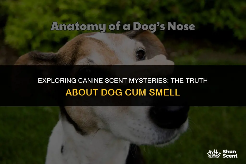 does dog cum smell
