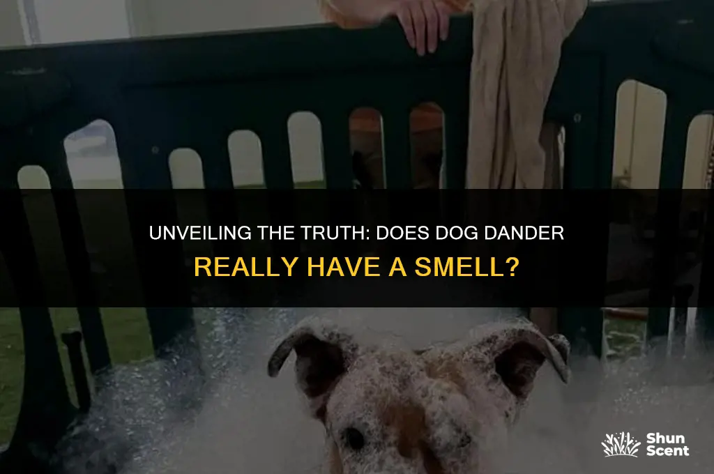 does dog dander smell