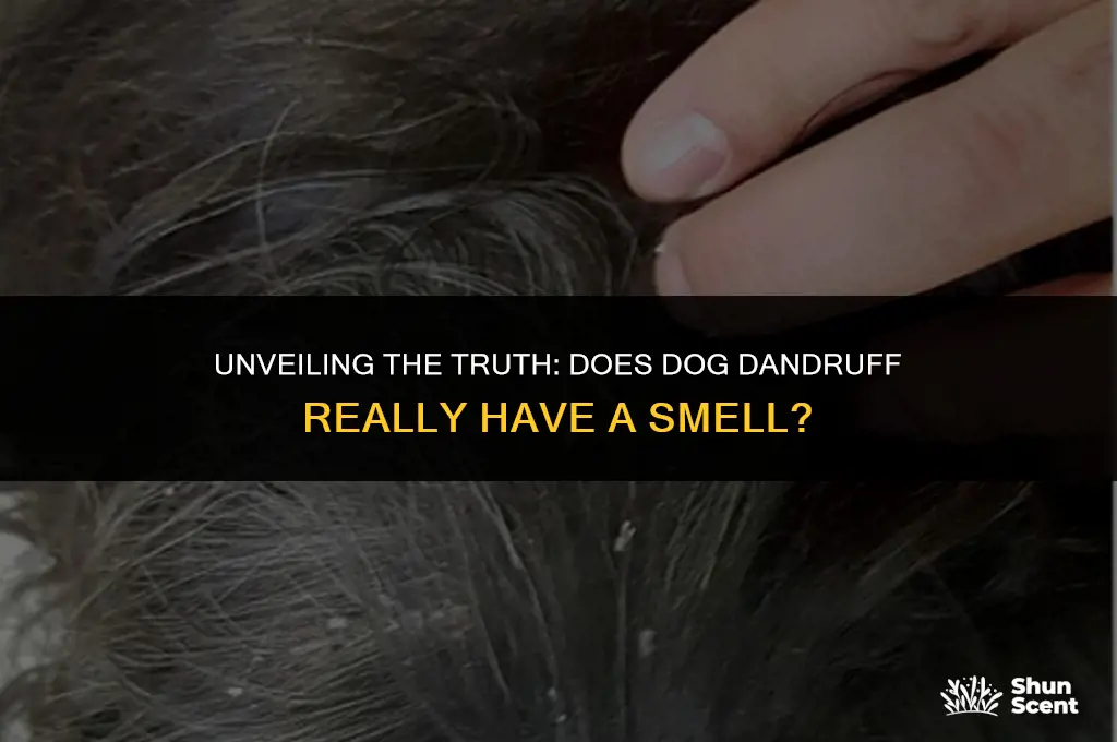 does dog dandruff smell