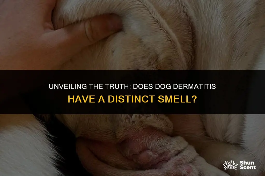 does dog dermatitis smell