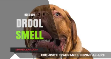 Unraveling the Mystery: Why Does Dog Drool Smell?