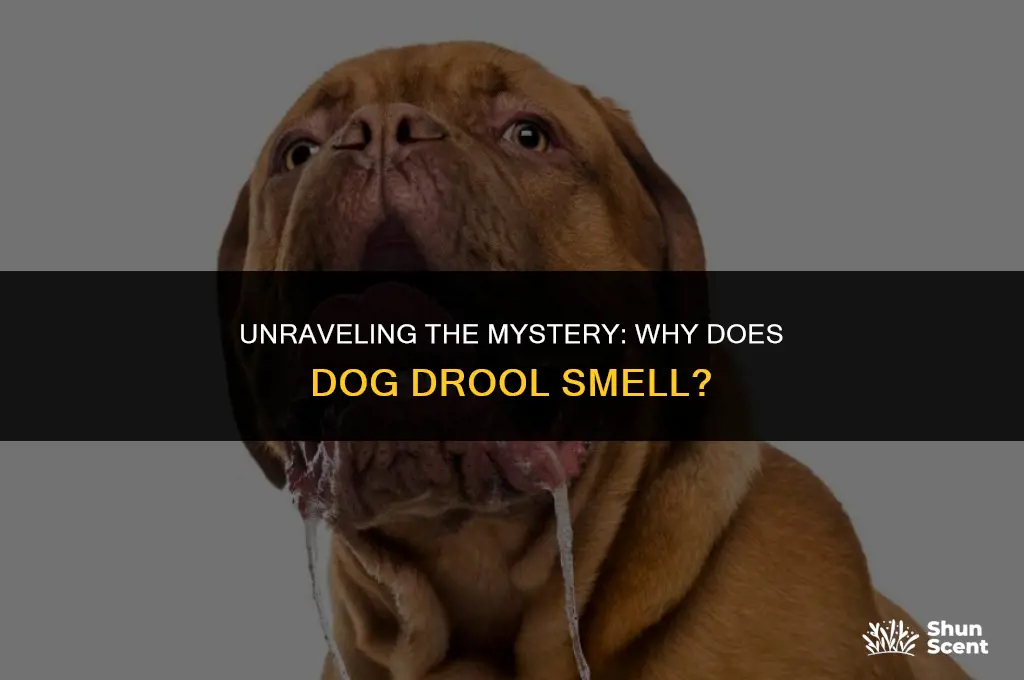 does dog drool smell
