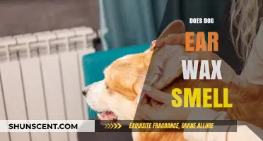 Exploring Canine Ear Health: The Truth About Dog Ear Wax Odor