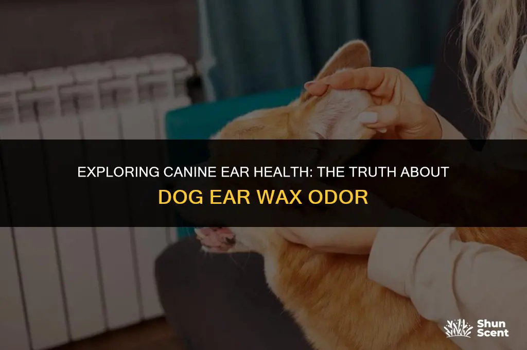 does dog ear wax smell