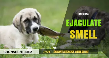 Exploring Canine Scent: The Truth About Dog Ejaculation Odor