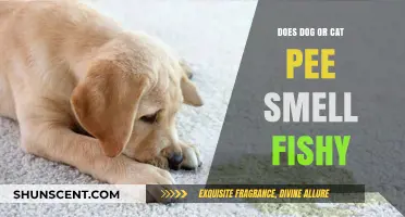 Decoding Pet Odors: The Fishy Truth About Dog and Cat Pee