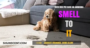 Exploring the Pungent Truth: Does Dog Pee Really Smell Like Ammonia?