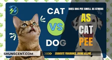 The Great Debate: Canine vs. Feline Urine Odor Intensity