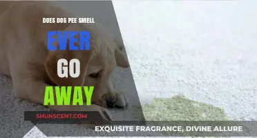Persistent Pupil: Canine Urine Odor Elimination Guide