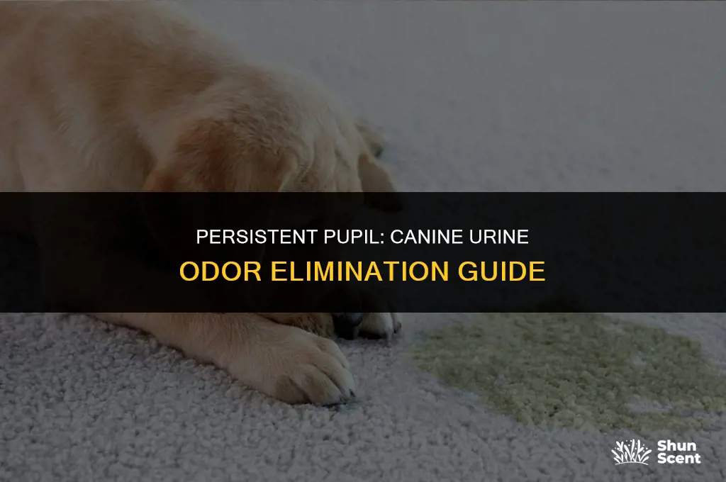 does dog pee smell ever go away