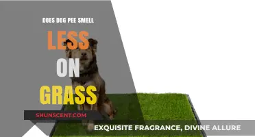 Exploring the Myth: Does Dog Pee Really Smell Less on Grass?
