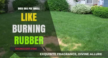 Exploring the Science Behind Dog Urine's Burning Rubber Aroma