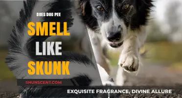 Does Dog Pee Smell Like Skunk? The Surprising Truth