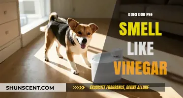 Exploring the Pungent Puzzle: Why Dog Pee Might Smell Like Vinegar