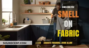 Understanding Dog Urine Odor on Fabric: Causes and Solutions