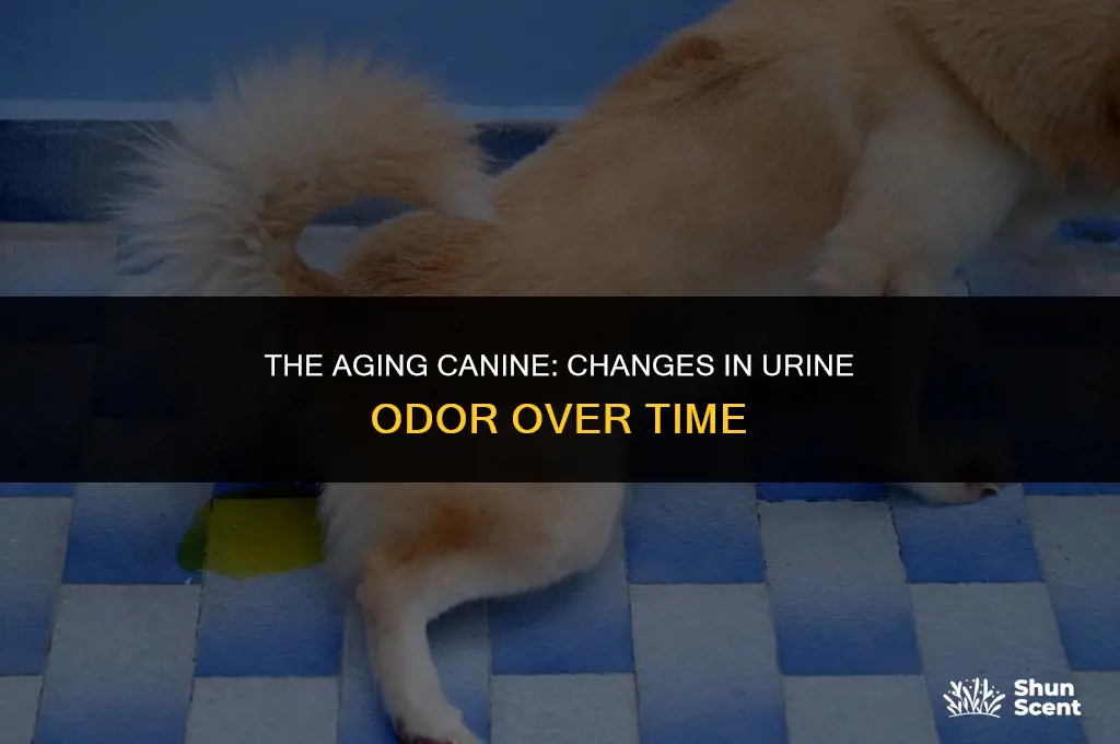 does dog pee smell worse as they age