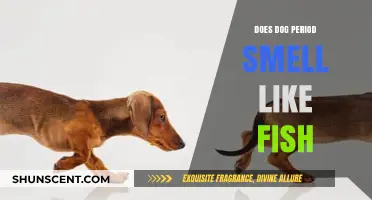 The Truth About Dog Period Smell: Fishy or Not?