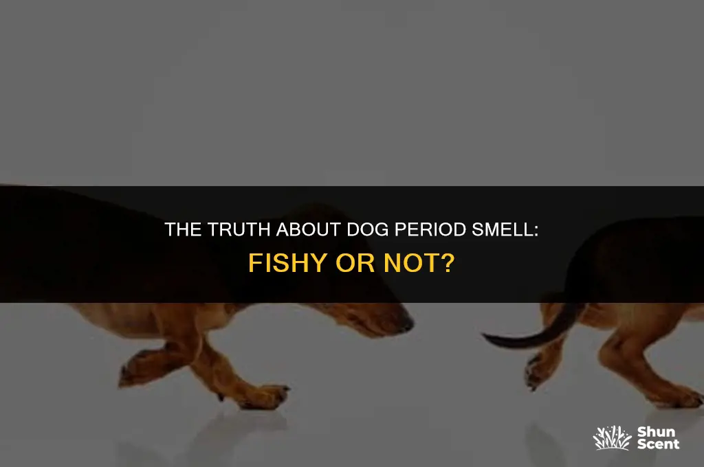 does dog period smell like fish