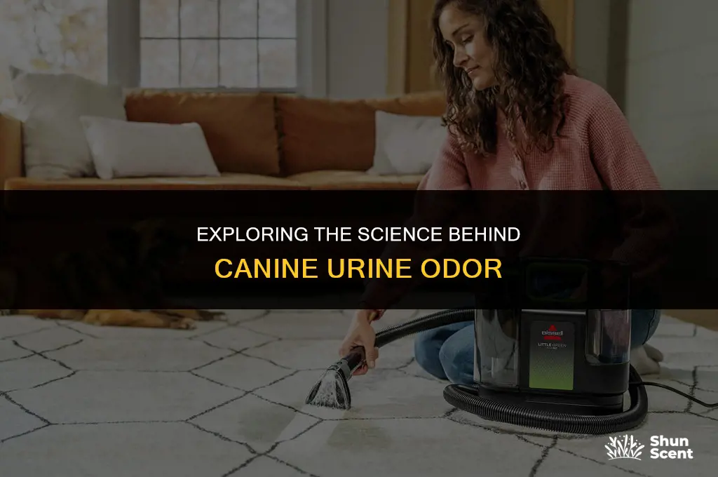 does dog piss smell