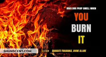 The Truth About Burning Dog Poop: Does It Really Smell?