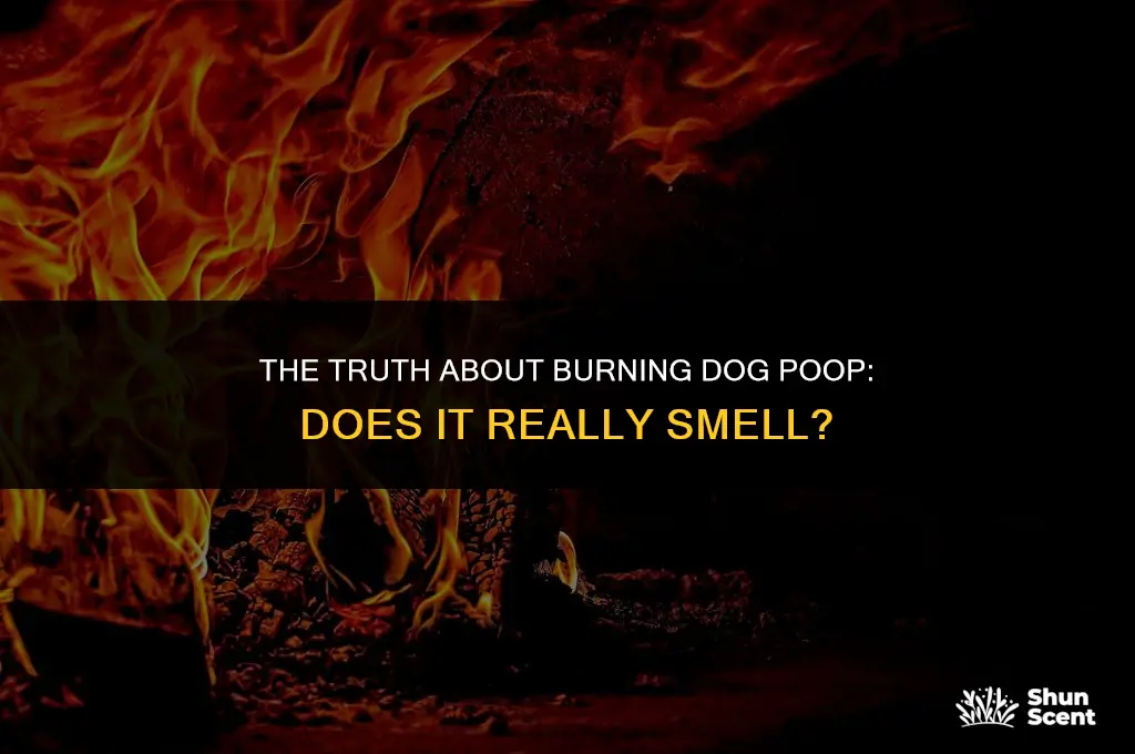does dog poop smell when you burn it
