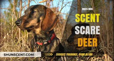 Canine Odor's Impact: Does Dog Scent Deter Deer Effectively?
