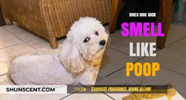 Decoding Canine Health: Understanding the Causes of Poop-Like Vomiting in Dogs