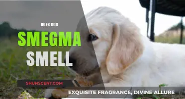 Understanding Canine Smegma: What's Normal and What's Not