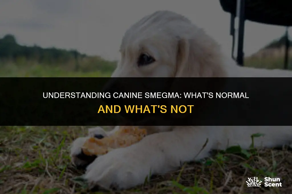 does dog smegma smell