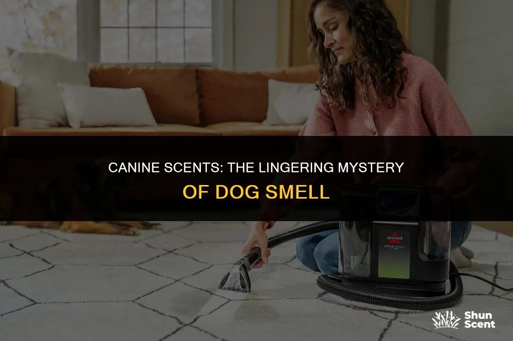 does dog smell ever go away