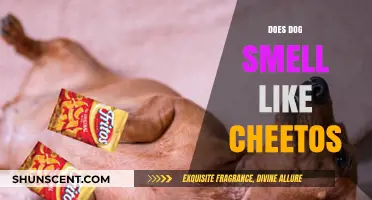 Sniffing Out the Truth: Do Dogs Really Smell Like Cheetos?