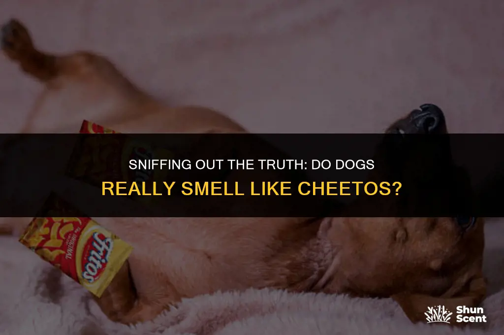 does dog smell like cheetos