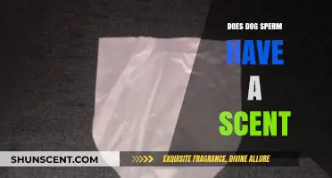 Unveiling the Truth: Does Dog Sperm Have a Detectable Scent?