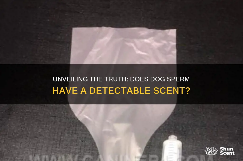 does dog sperm have a scent