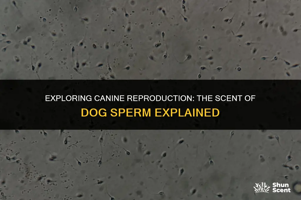 does dog sperm have a smell